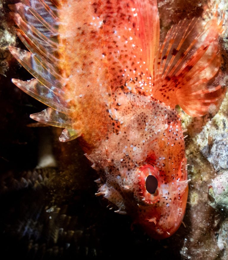 scorpionfish