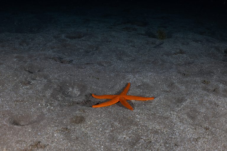 starfish