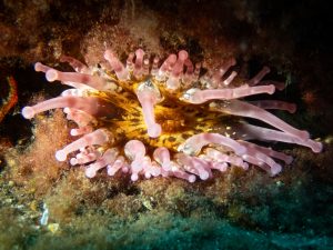 clup tipped sea anemone 2
