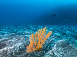 gorgonia and diver