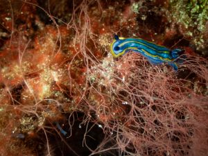 little nudibranch